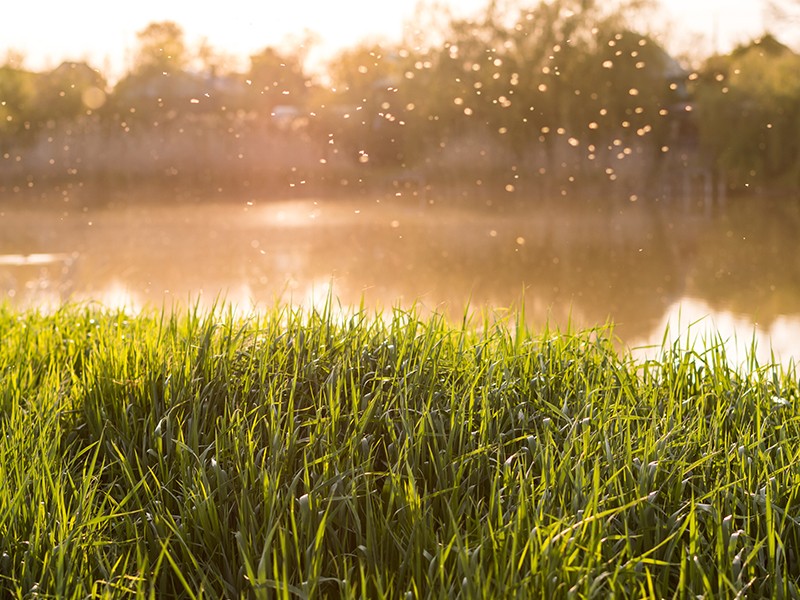 L&auml;stige Qu&auml;lgeister: Sommerzeit ist M&uuml;ckenzeit 